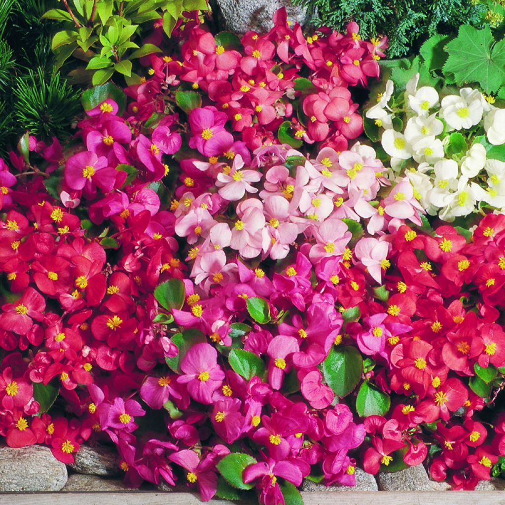 Kesäbegonia Super Olympia Mix (siemenet)