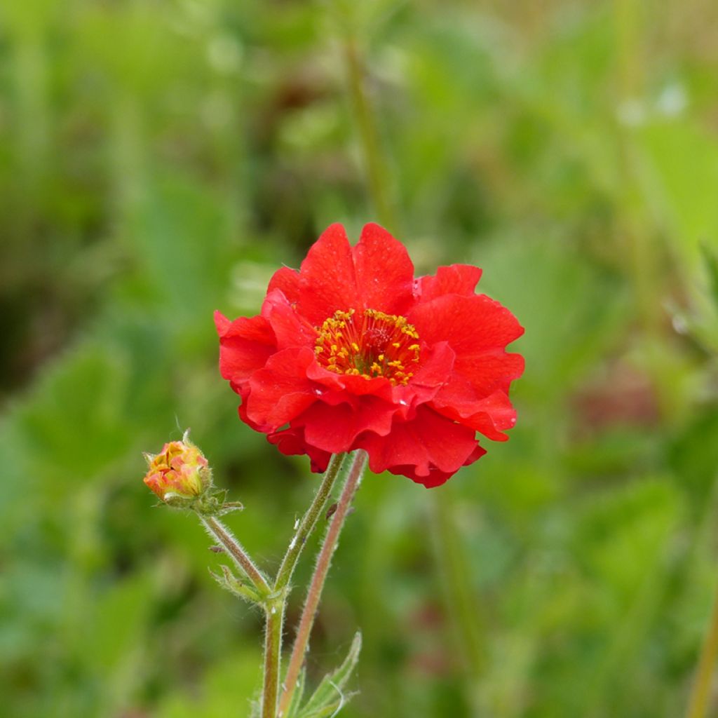 Tarhakellukka Mrs Bradshaw (siemenet)