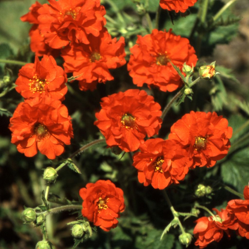 Tarhakellukka Red Dragon (siemenet)