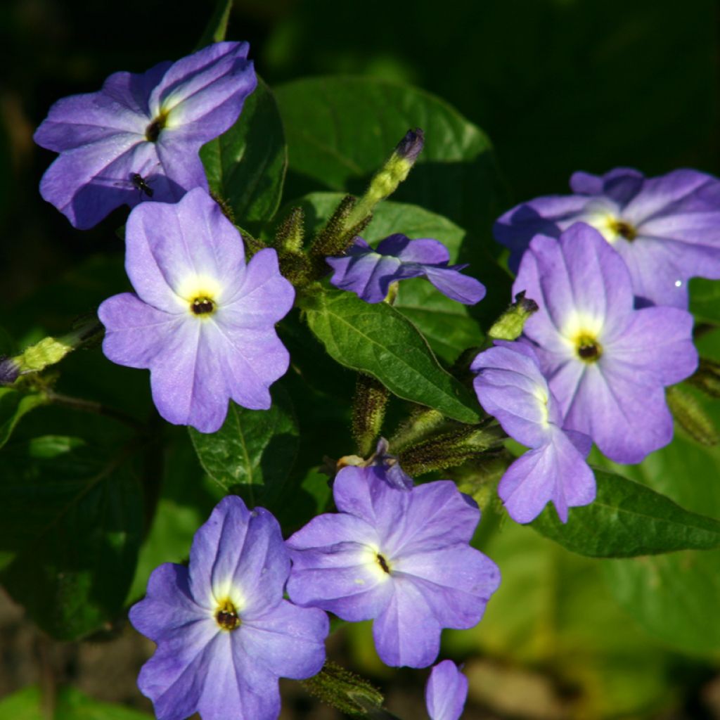 Amerikanpiispankukka Blue Lady (siemenet)