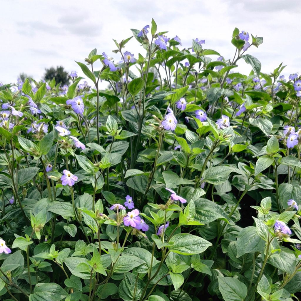 Amerikanpiispankukka Blue Lady (siemenet)