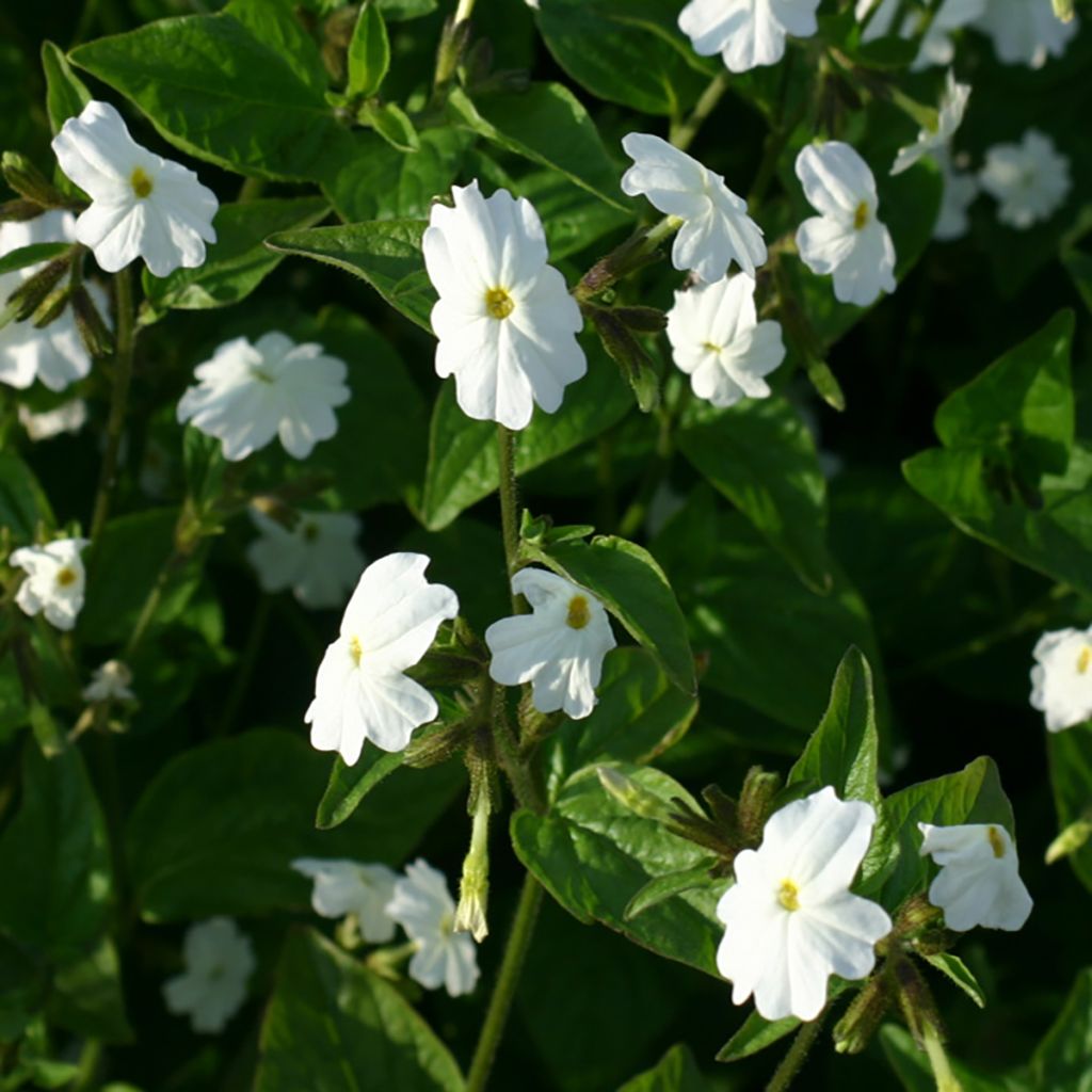 Loistopiispankukka White Lady (siemenet)