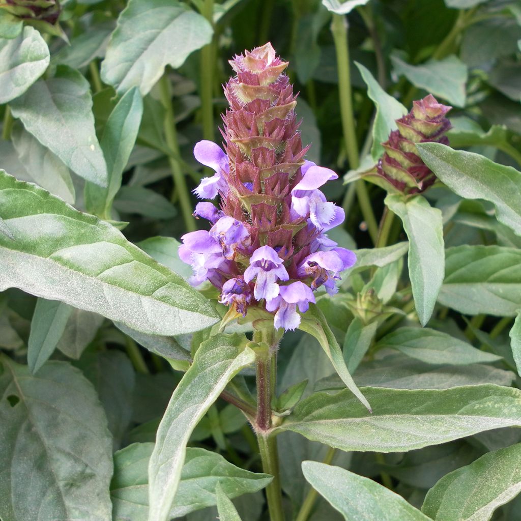 Niittyhumala (siemenet) - Prunella vulgaris