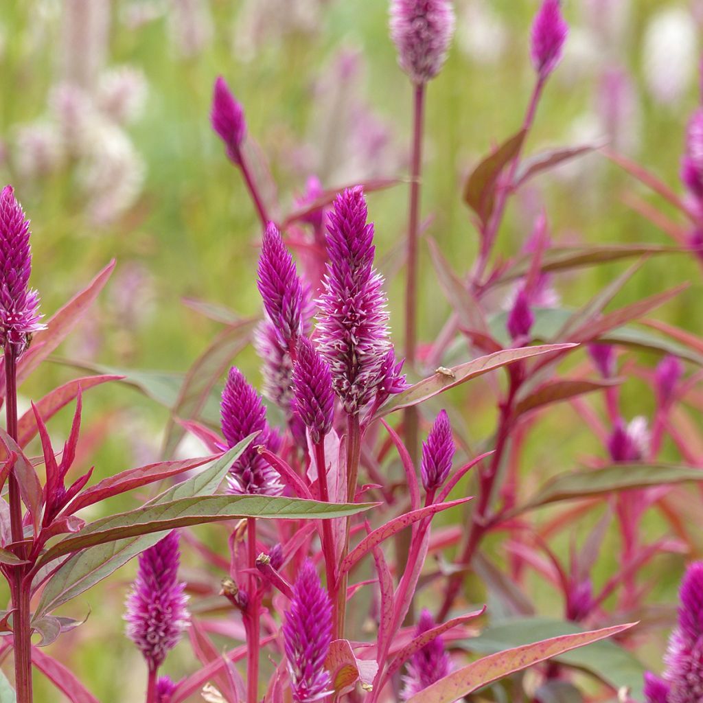 Helokukonharja Flamingo Purple (siemenet)