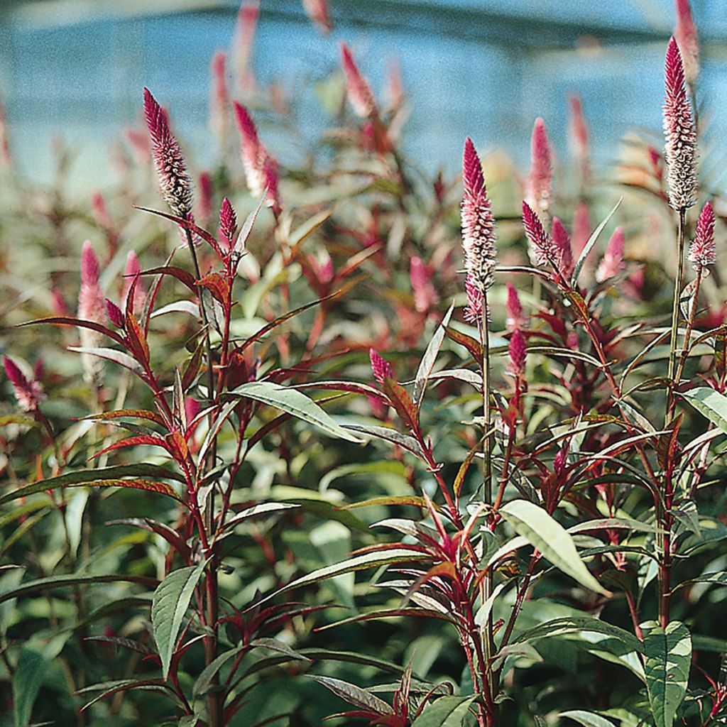 Helokukonharja Flamingo Purple (siemenet)