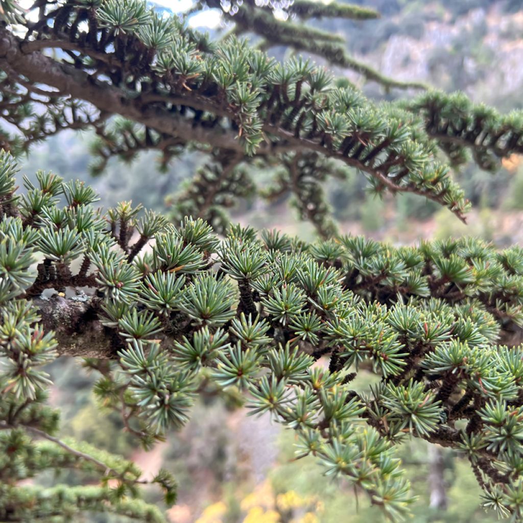 Atlassetri (siemenet) - Cedrus atlantica