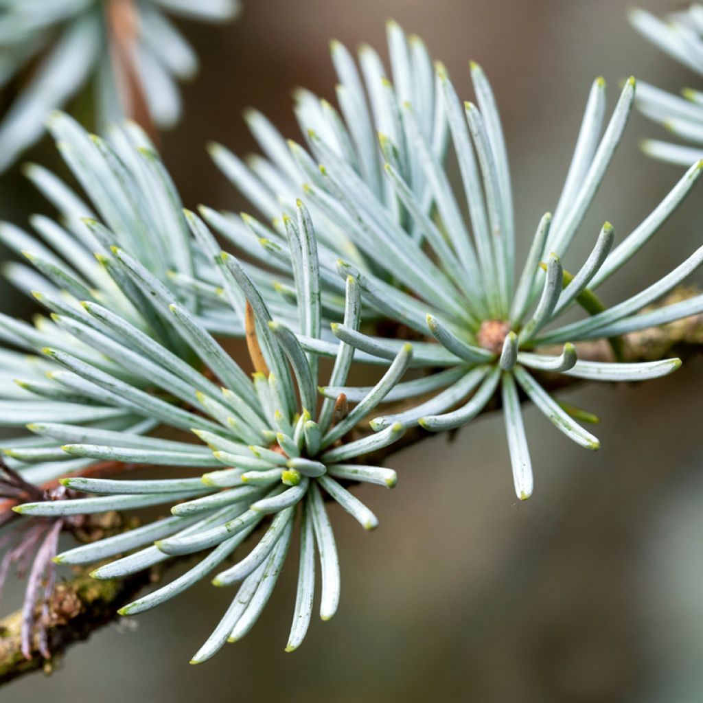 Atlassetri (siemenet) - Cedrus atlantica