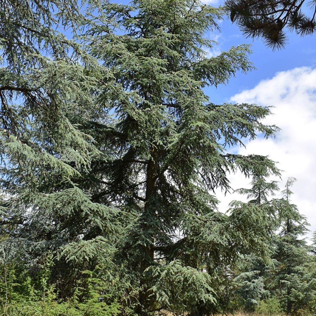 Atlassetri (siemenet) - Cedrus atlantica