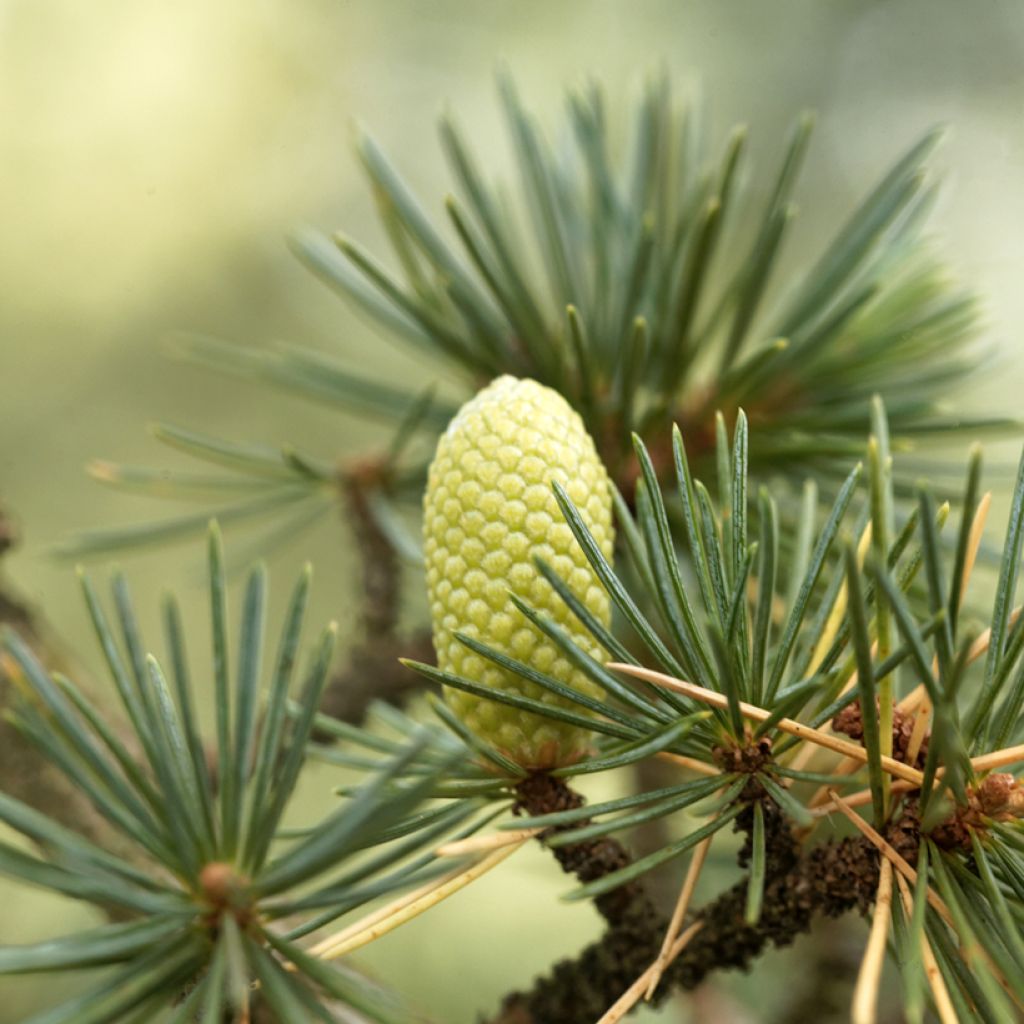 Libanoninseetri (siemenet) - Cedrus libani