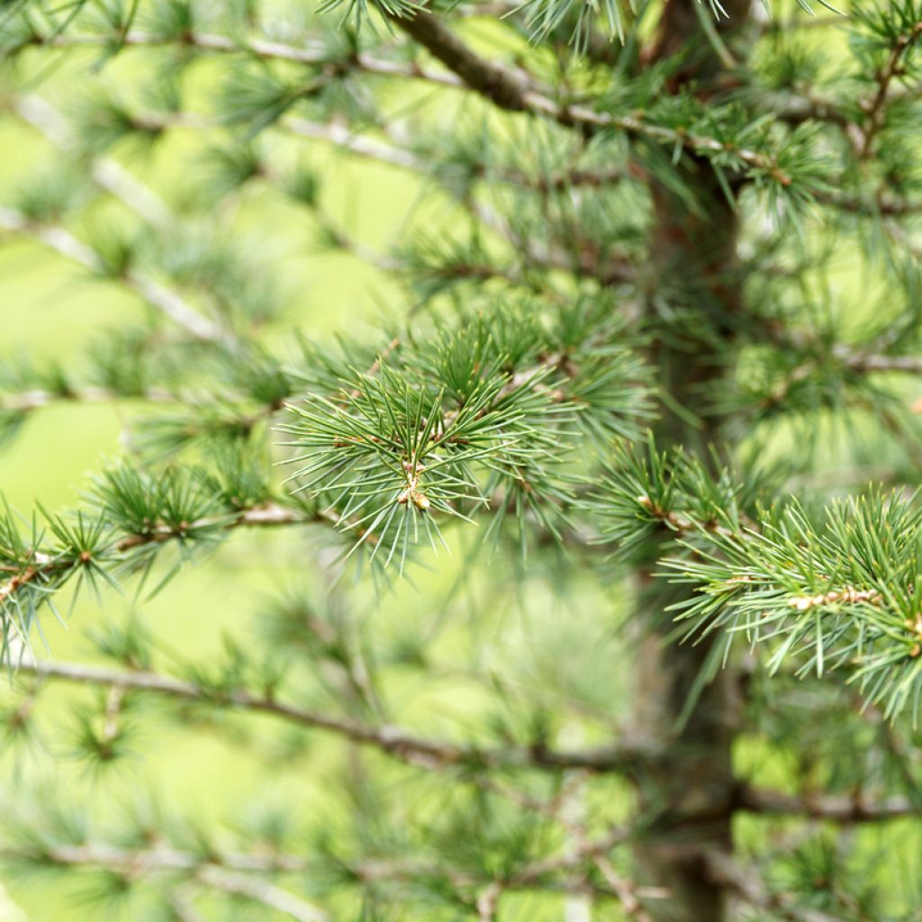Libanoninseetri (siemenet) - Cedrus libani