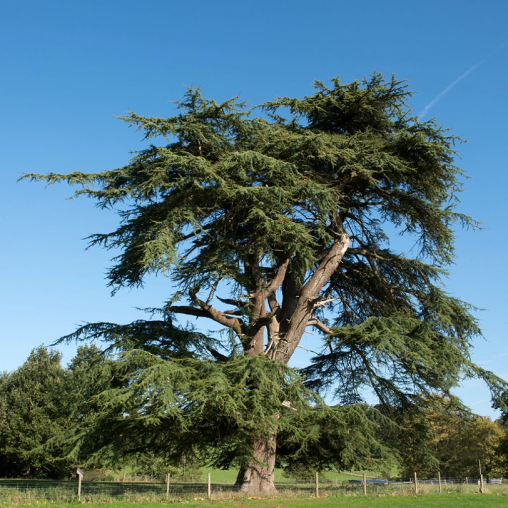 Libanoninseetri (siemenet) - Cedrus libani
