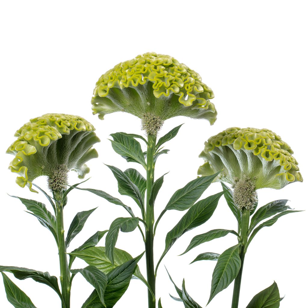 Kukonharja Act Verda (siemenet)