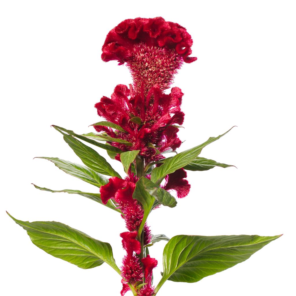 Kukonharja Red Jack (siemenet)