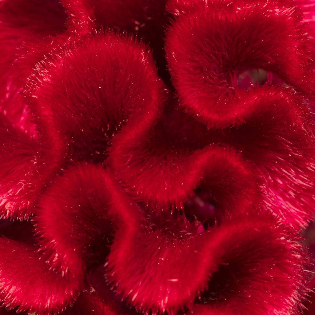 Kukonharja Red Jack (siemenet)
