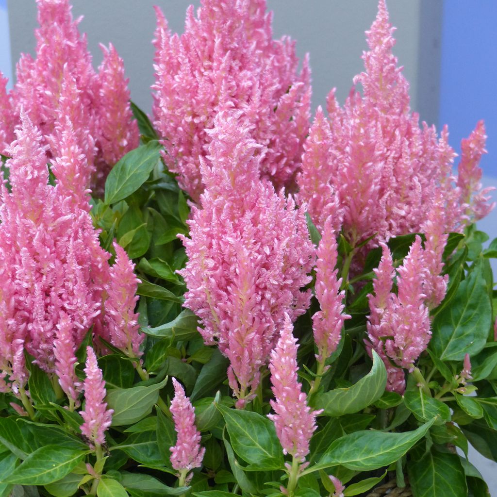 Tähkäkukonheltta Flamma Pink (siemenet)