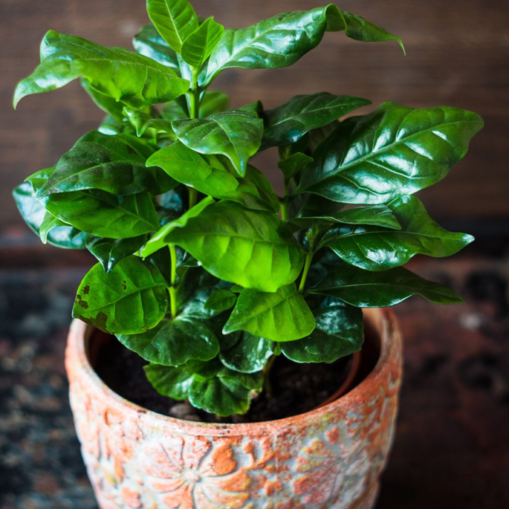 Arabiankahvi (siemenet) - Coffea arabica