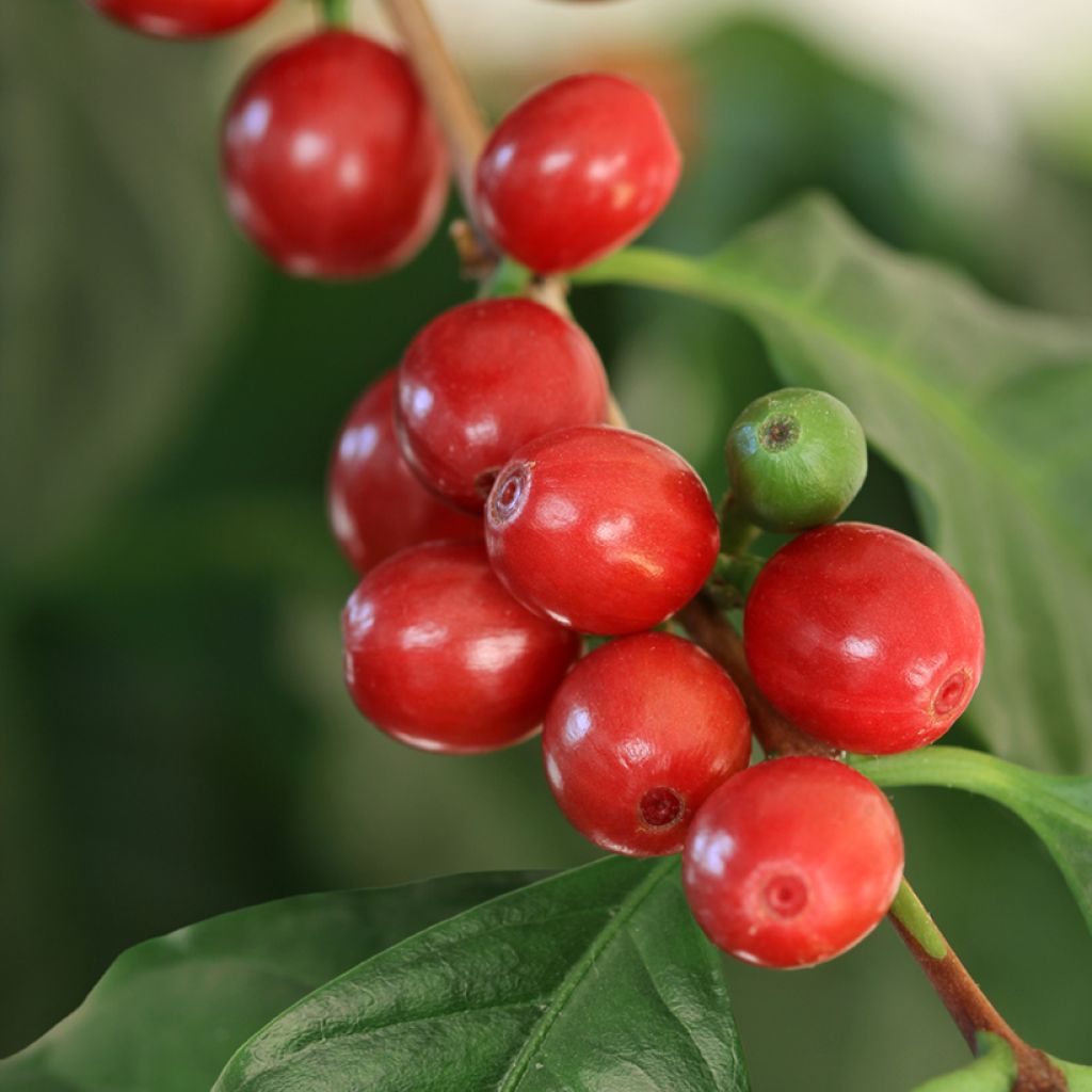 Arabiankahvi (siemenet) - Coffea arabica