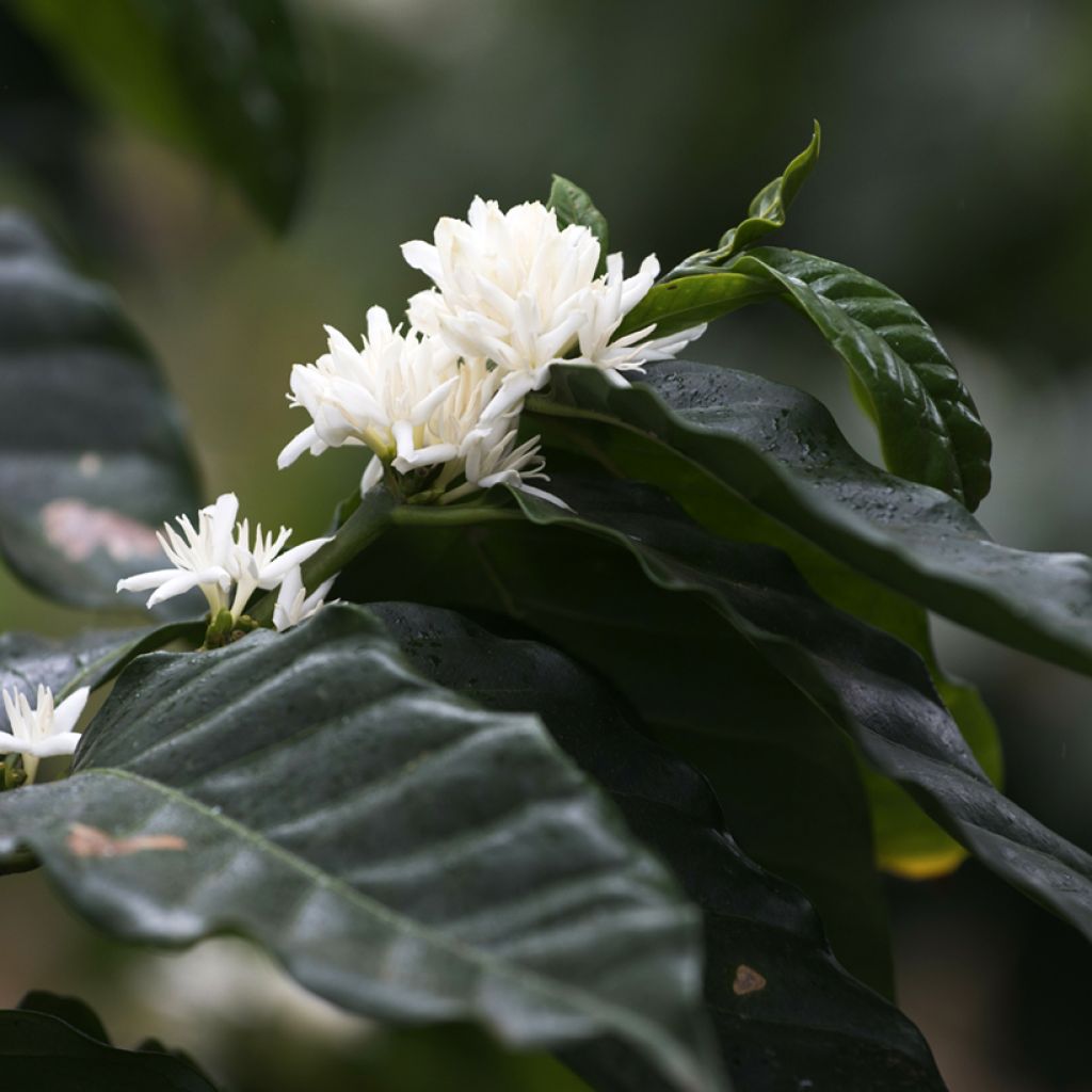 Arabiankahvi (siemenet) - Coffea arabica