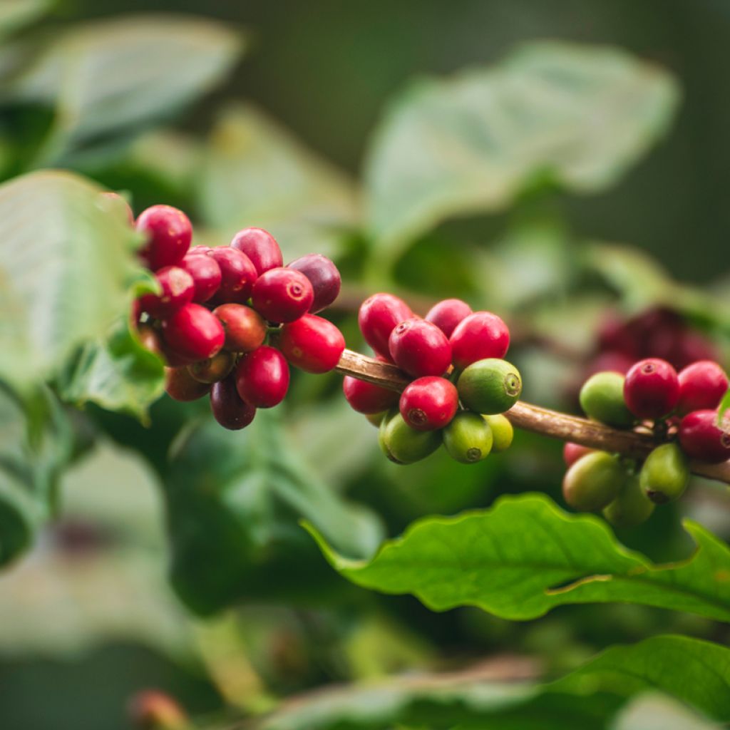 Arabiankahvi (siemenet) - Coffea arabica