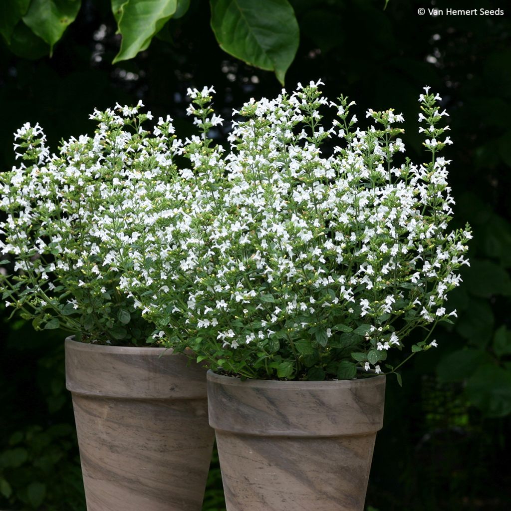 Kivikkokäenminttu Marvelette White (siemenet)