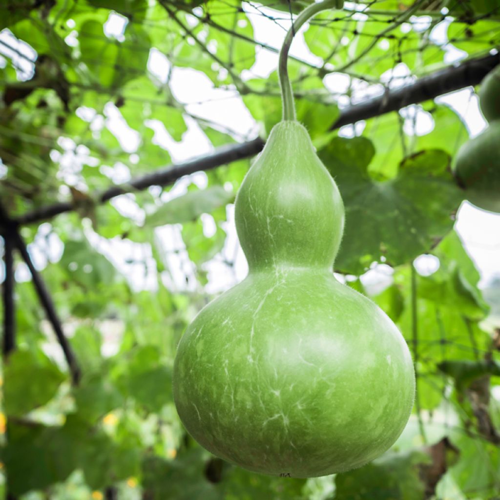 Pullokurpitsa (siemenet) - Cucurbita siceraria
