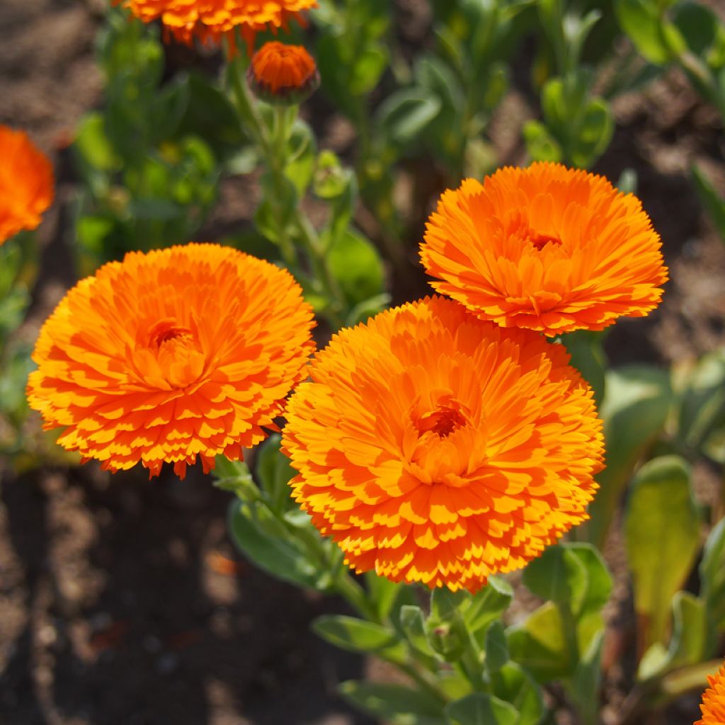 Kehäkukka Ball’s Orange (siemenet)