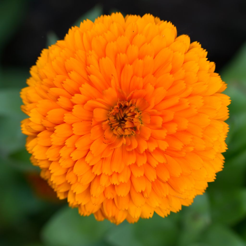 Kehäkukka Candyman Orange (siemenet)