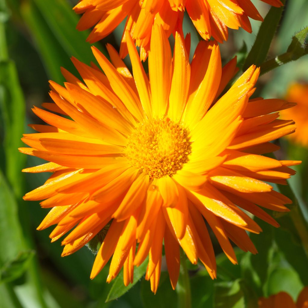 Kehäkukka Porcupine (siemenet)