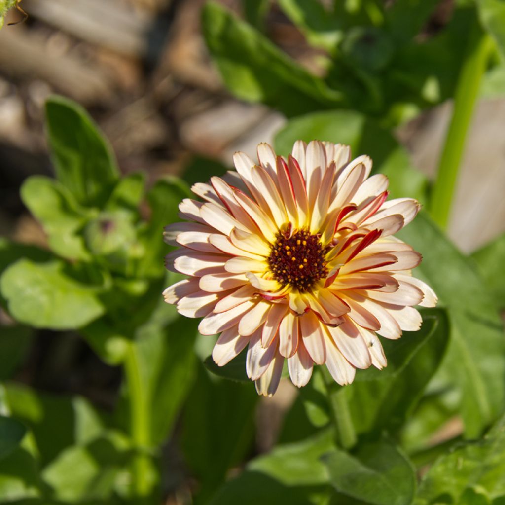 Kehäkukka Sunny Girl (siemenet)