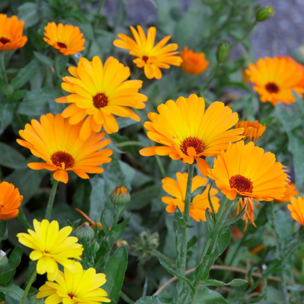 Tarhakehäkukka orange simple luomu (siemenet)