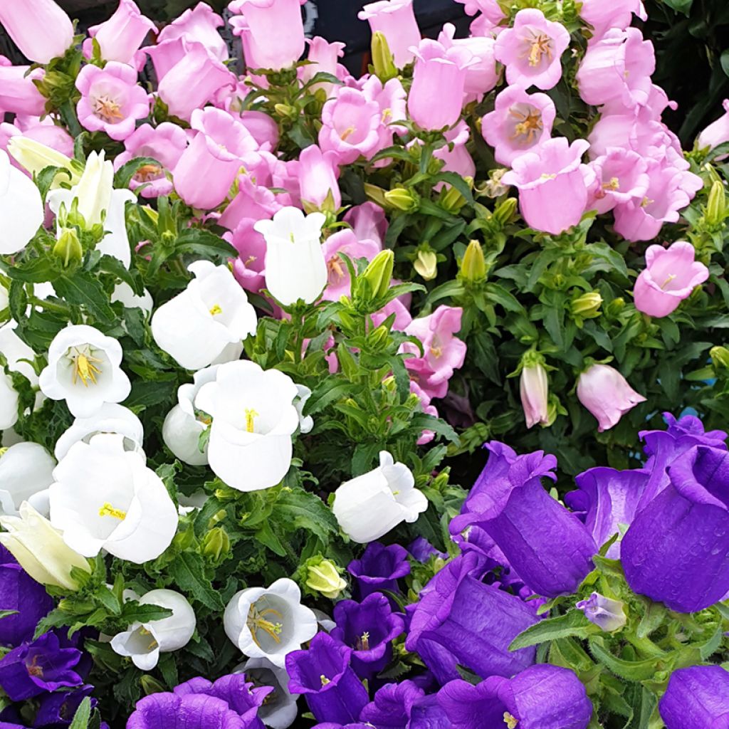 Maariankello Carillon sekoitus (siemenet) - Campanula medium