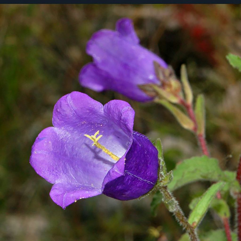 Maariankello Carillon yksinkertainen sininen (siemenet) - Campanula medium