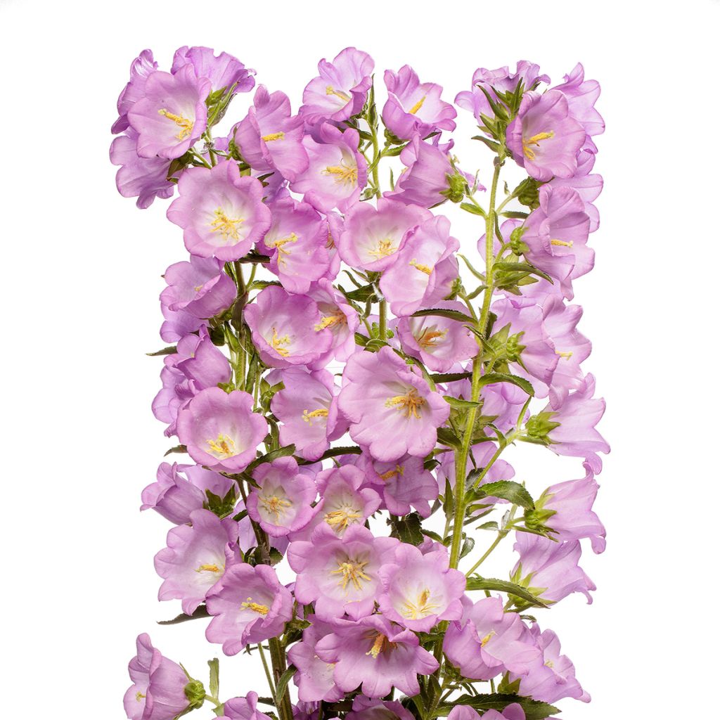 Maariankello Big Ben Lavender F1 (pilleröidyt siemenet)