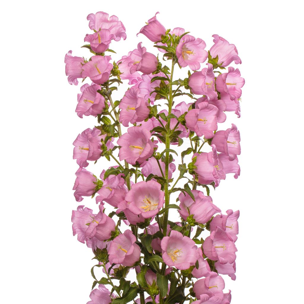 Maariankello Big Ben Pink F1 (pilleröidyt siemenet)
