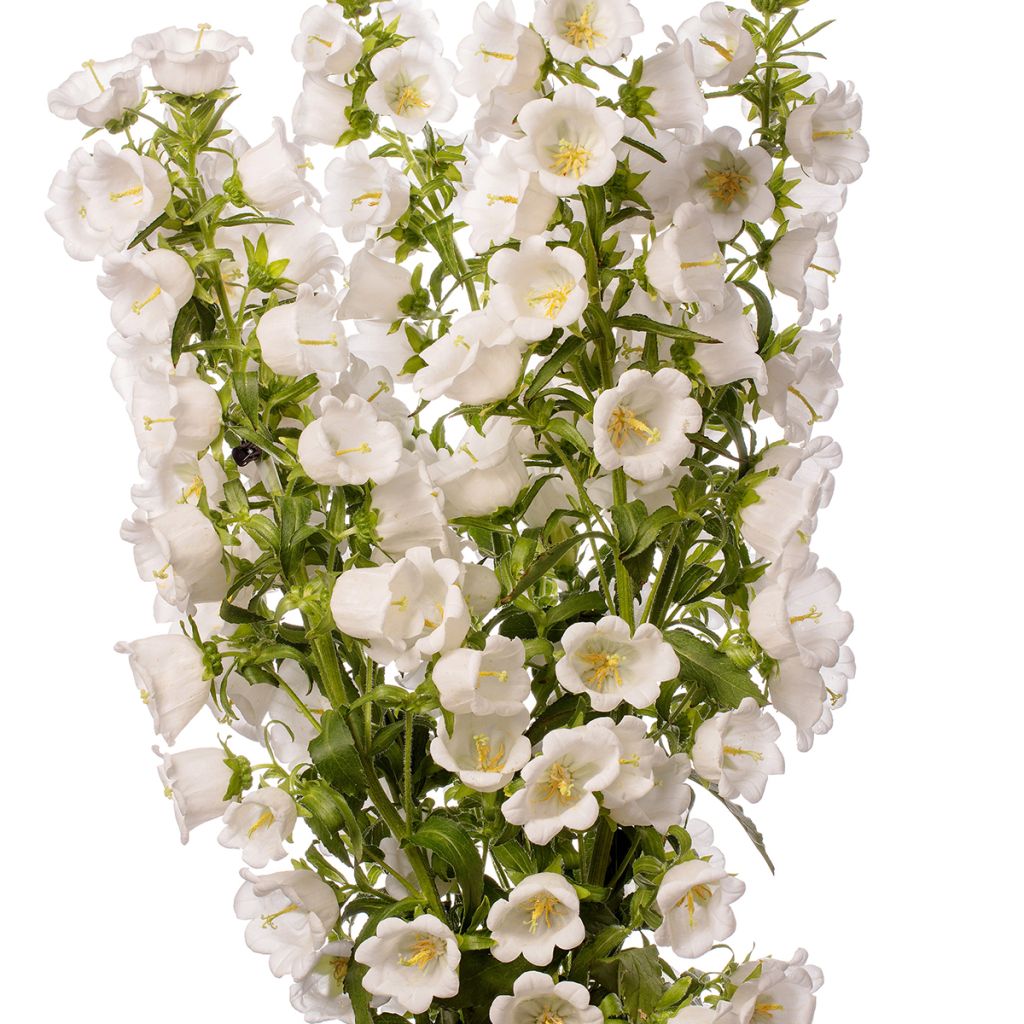 Maariankello Big Ben White Imp. F1 (pilleröidyt siemenet)