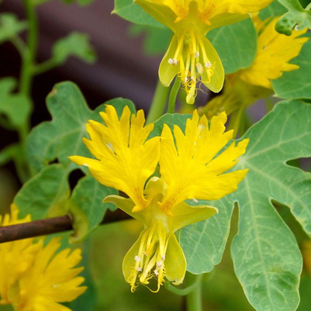 Kanarianköynnöskrassi (siemenet) - Tropaeolum peregrinum