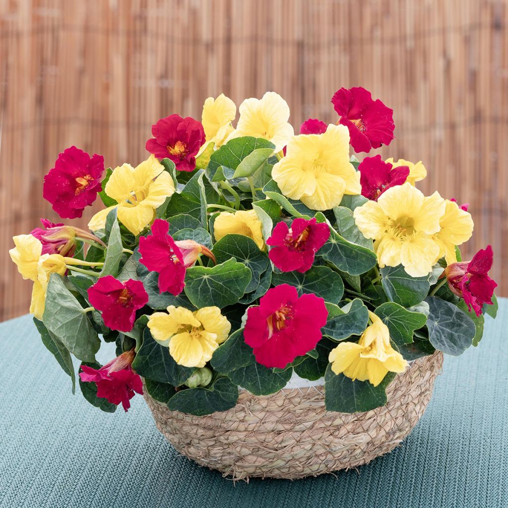 Pikkuköynnöskrassi Baby Lemon Raspberry (siemenet)