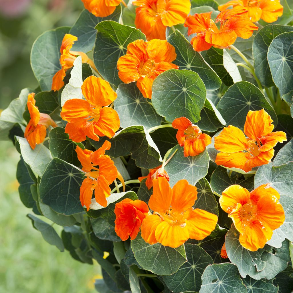 Pikkuköynnöskrassi Baby Orange (siemenet)