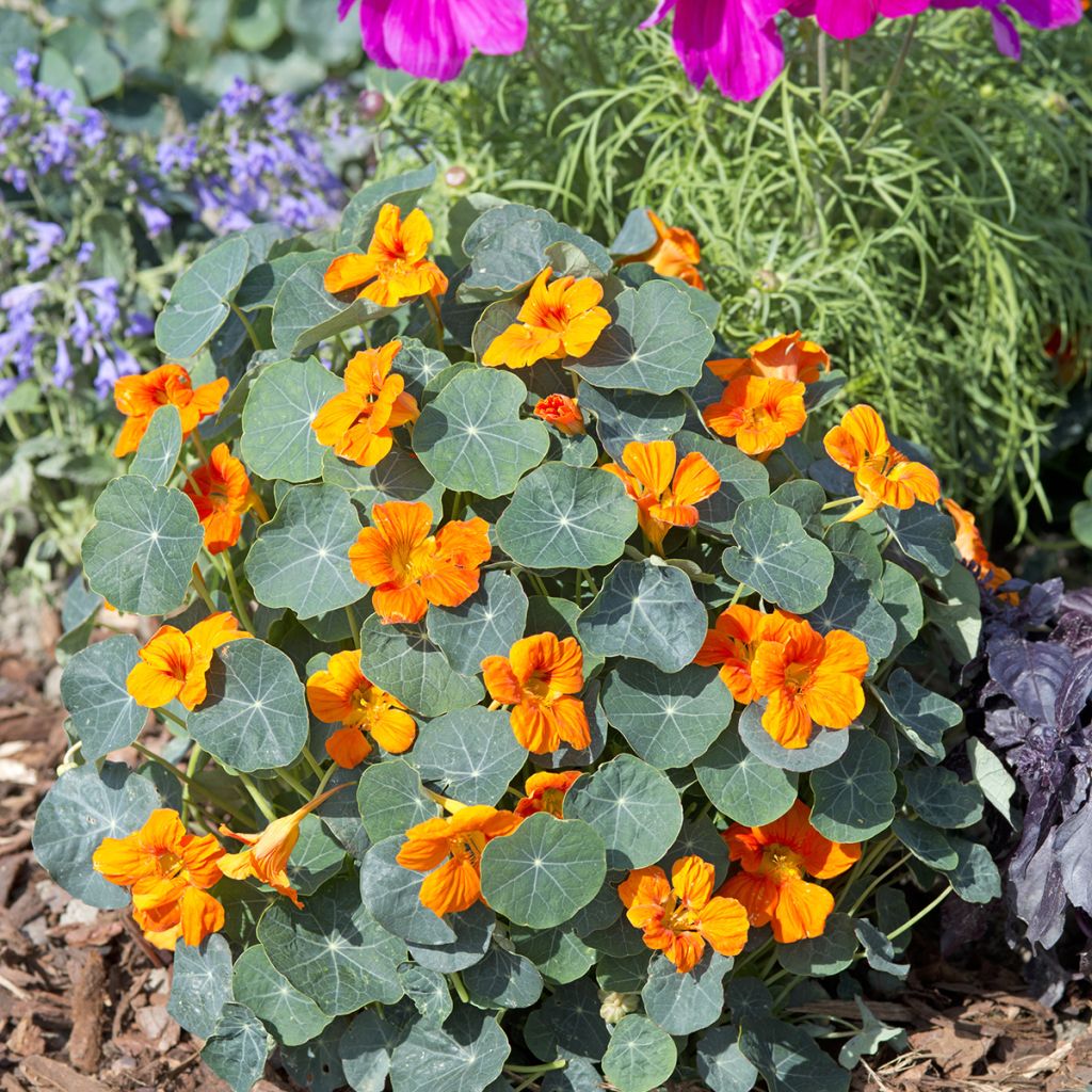 Pikkuköynnöskrassi Baby Orange (siemenet)