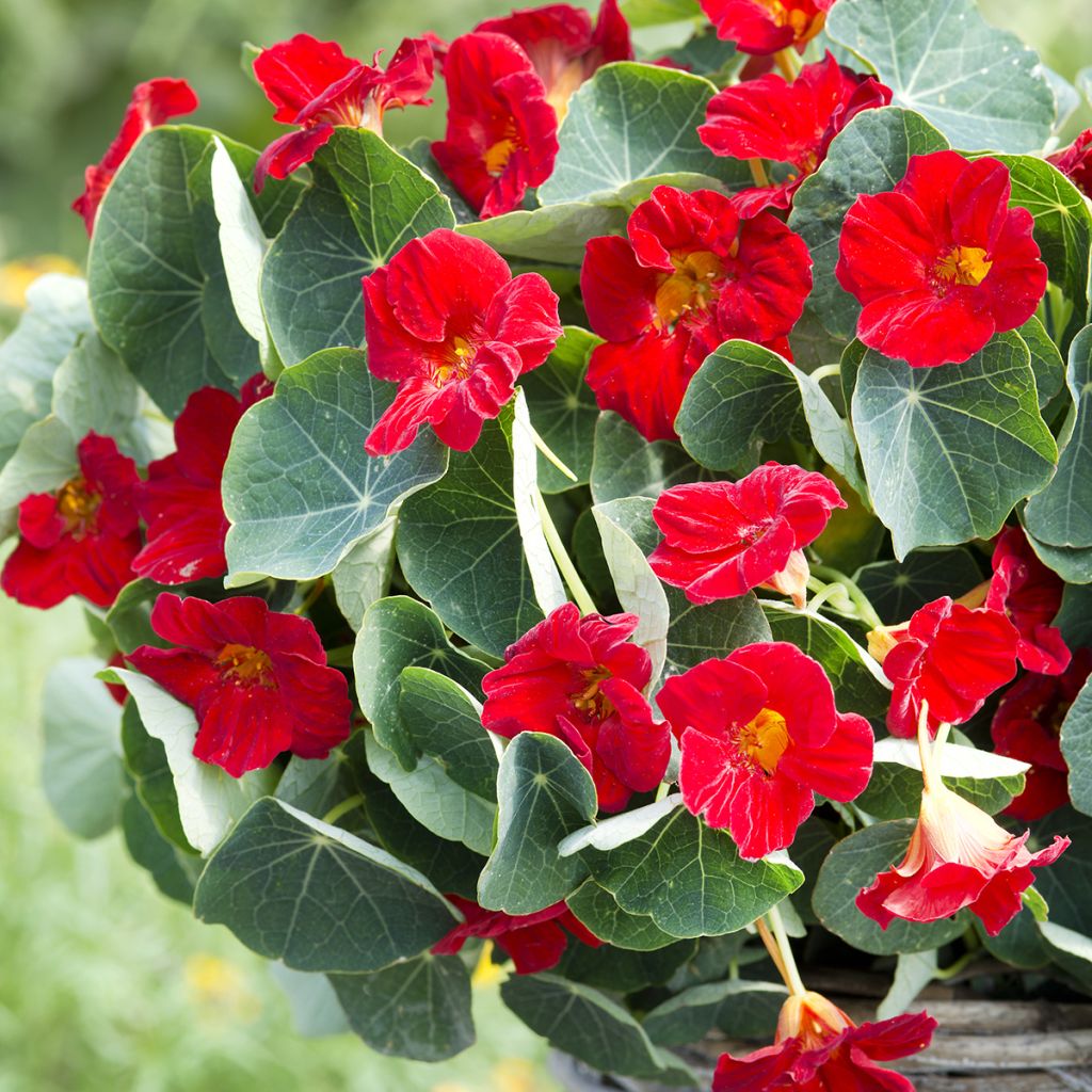 Pikkuköynnöskrassi Baby Red (siemenet)