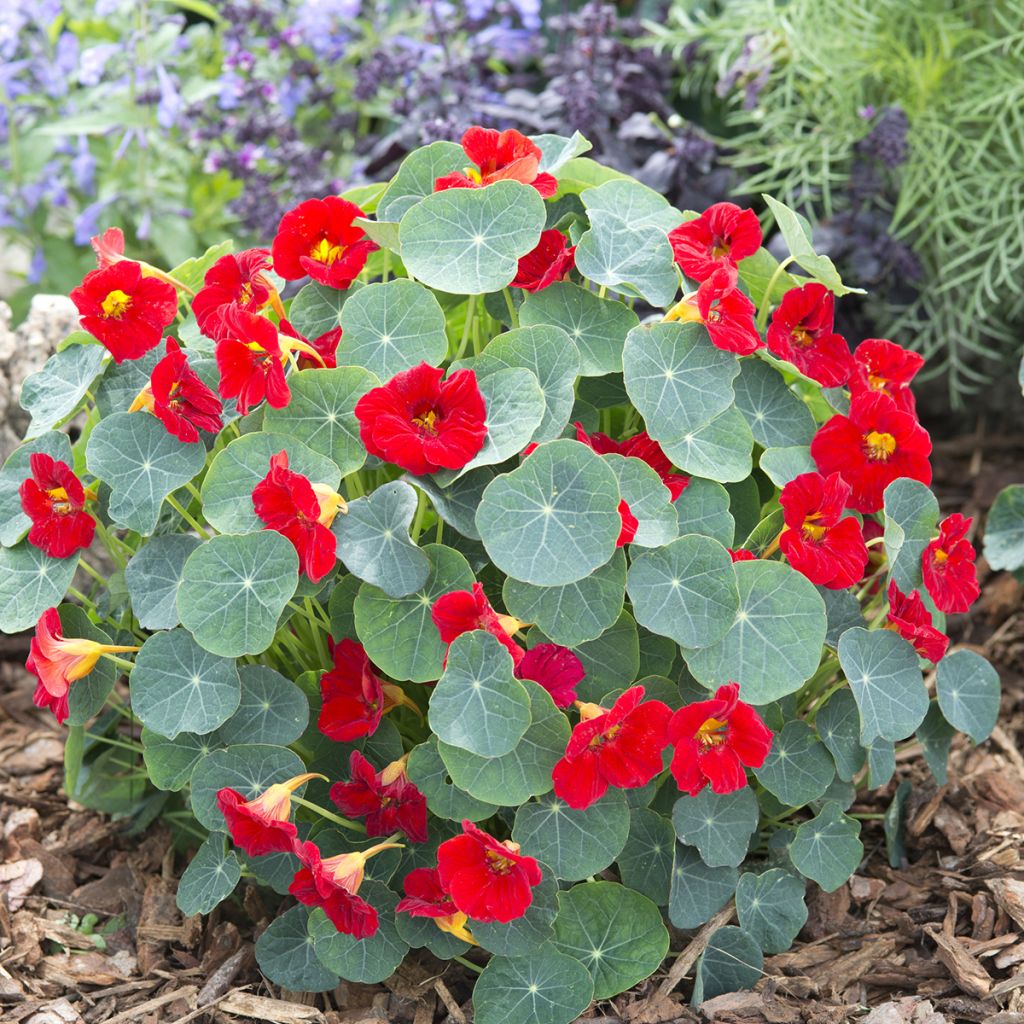 Pikkuköynnöskrassi Baby Red (siemenet)