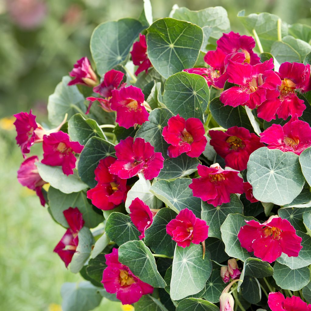 Pikkuköynnöskrassi Baby Rose (siemenet)