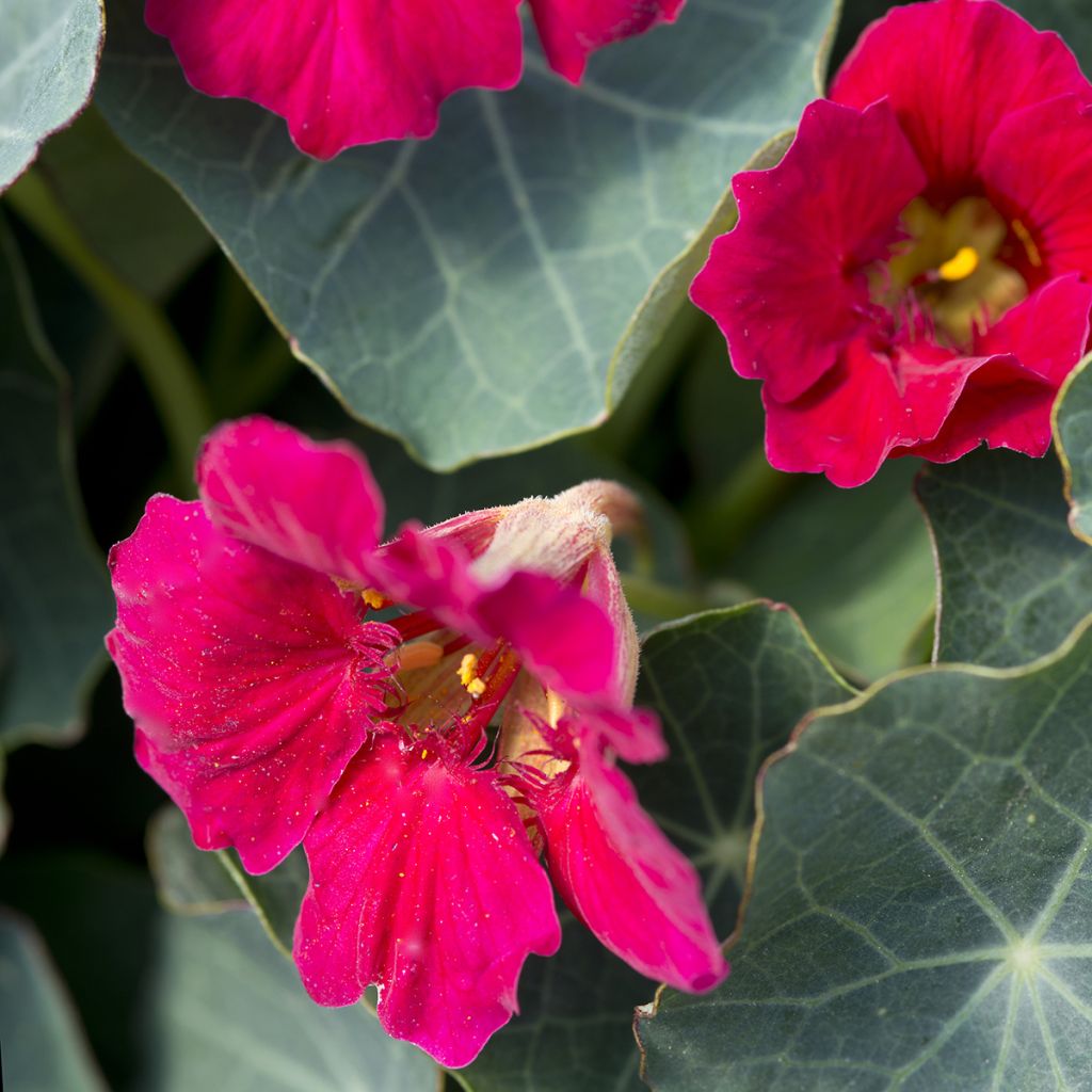 Pikkuköynnöskrassi Baby Rose (siemenet)