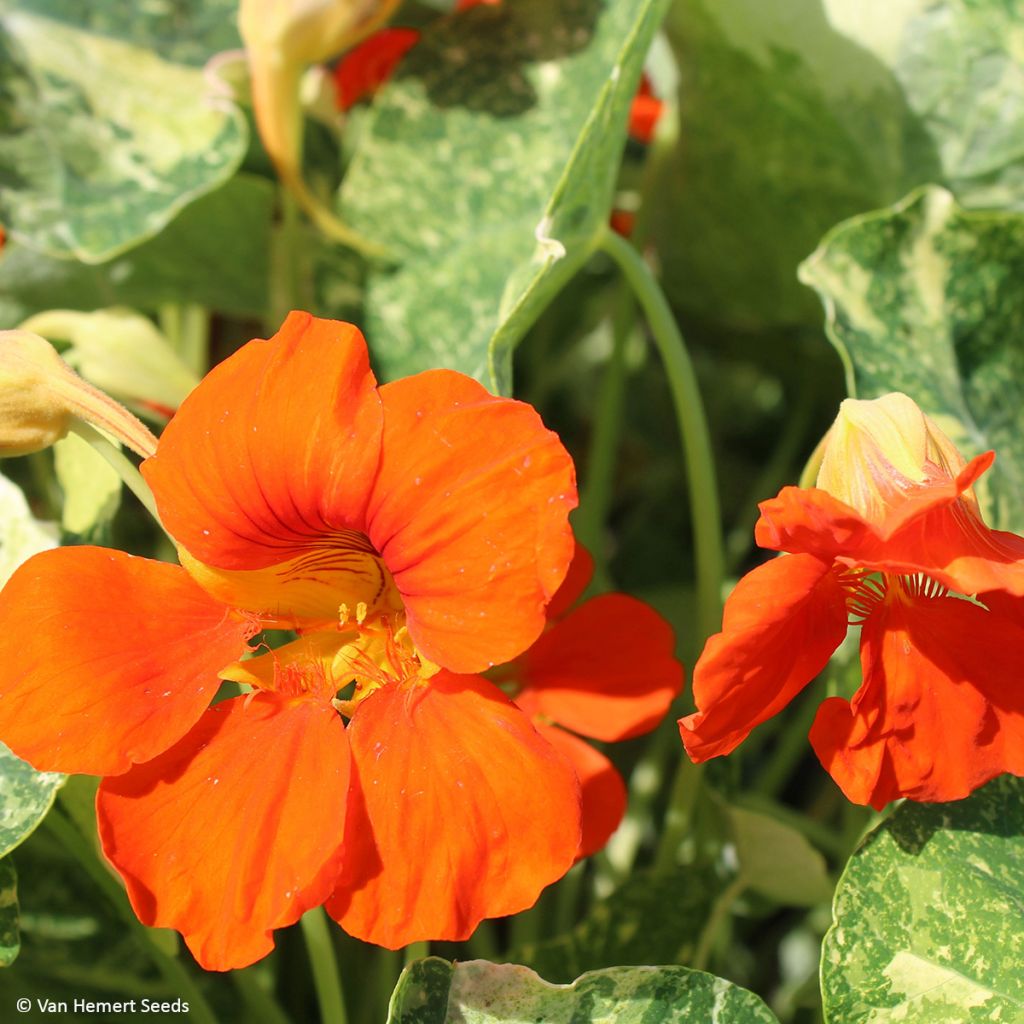 Köynnöskrassi Orange Troika (siemenet)