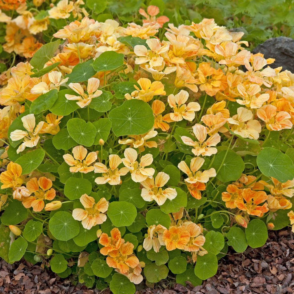Pikkuköynnöskrassi Whirlybird Apricot (siemenet)