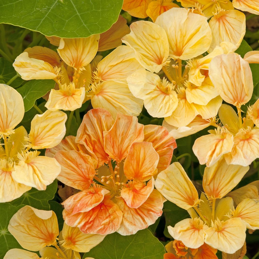 Pikkuköynnöskrassi Whirlybird Apricot (siemenet)