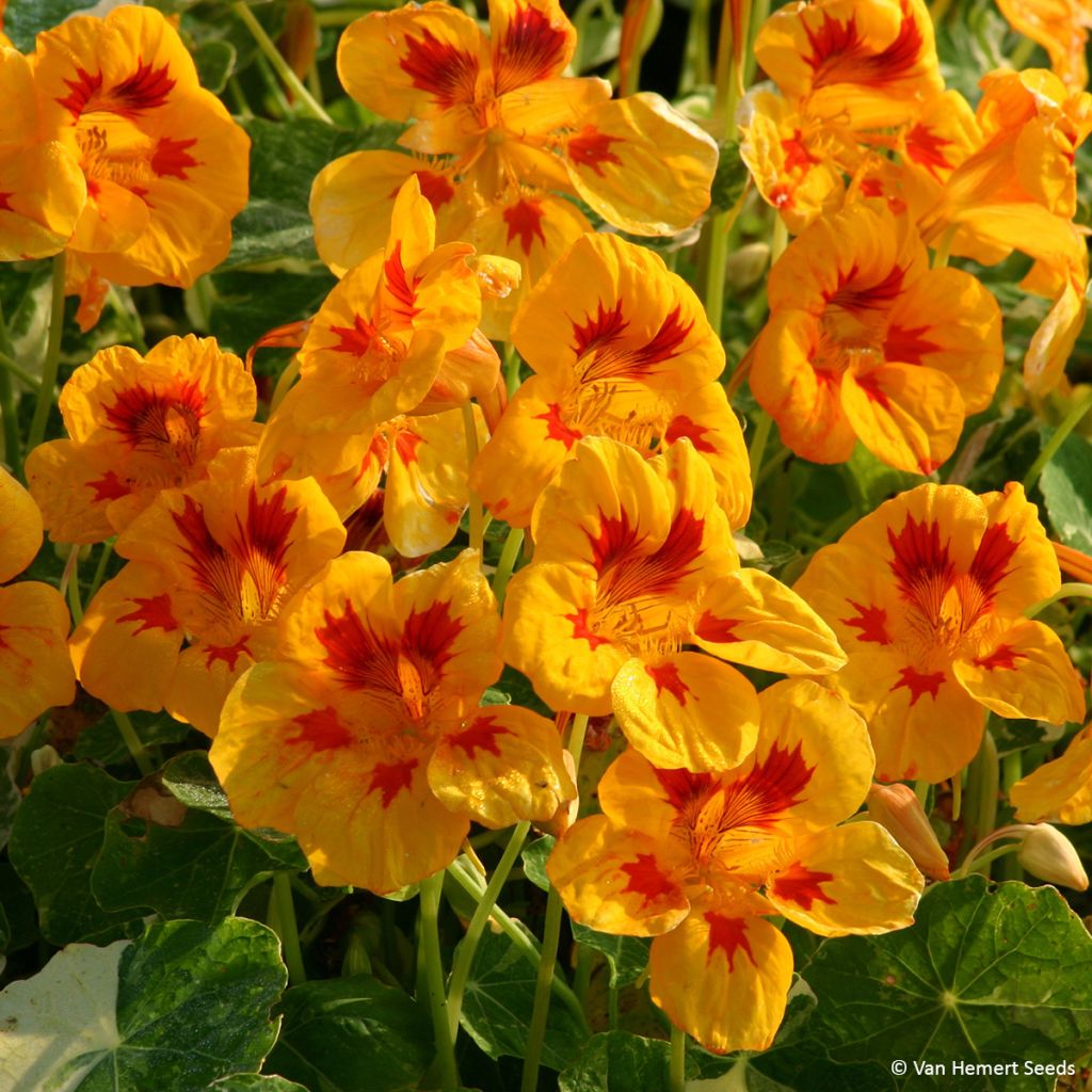 Köynnöskrassi Yellow Troika (siemenet)