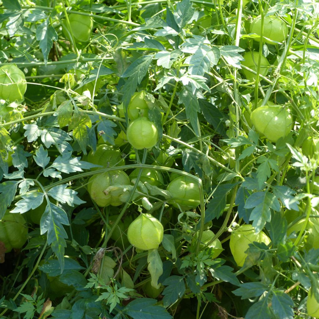 Rakkopalloköynnös (siemenet) - Cardiospermum halicacabum