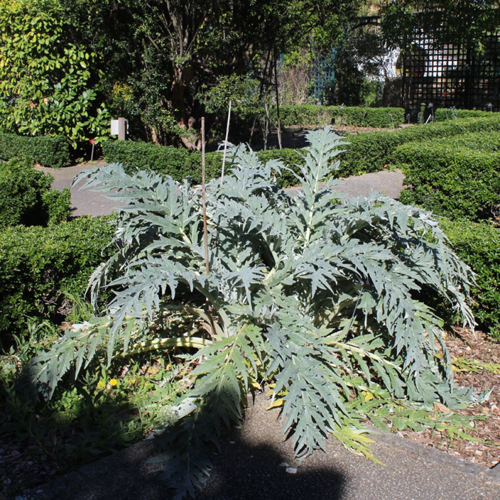 Isoartisokka (siemenet) - Cynara cardunculus
