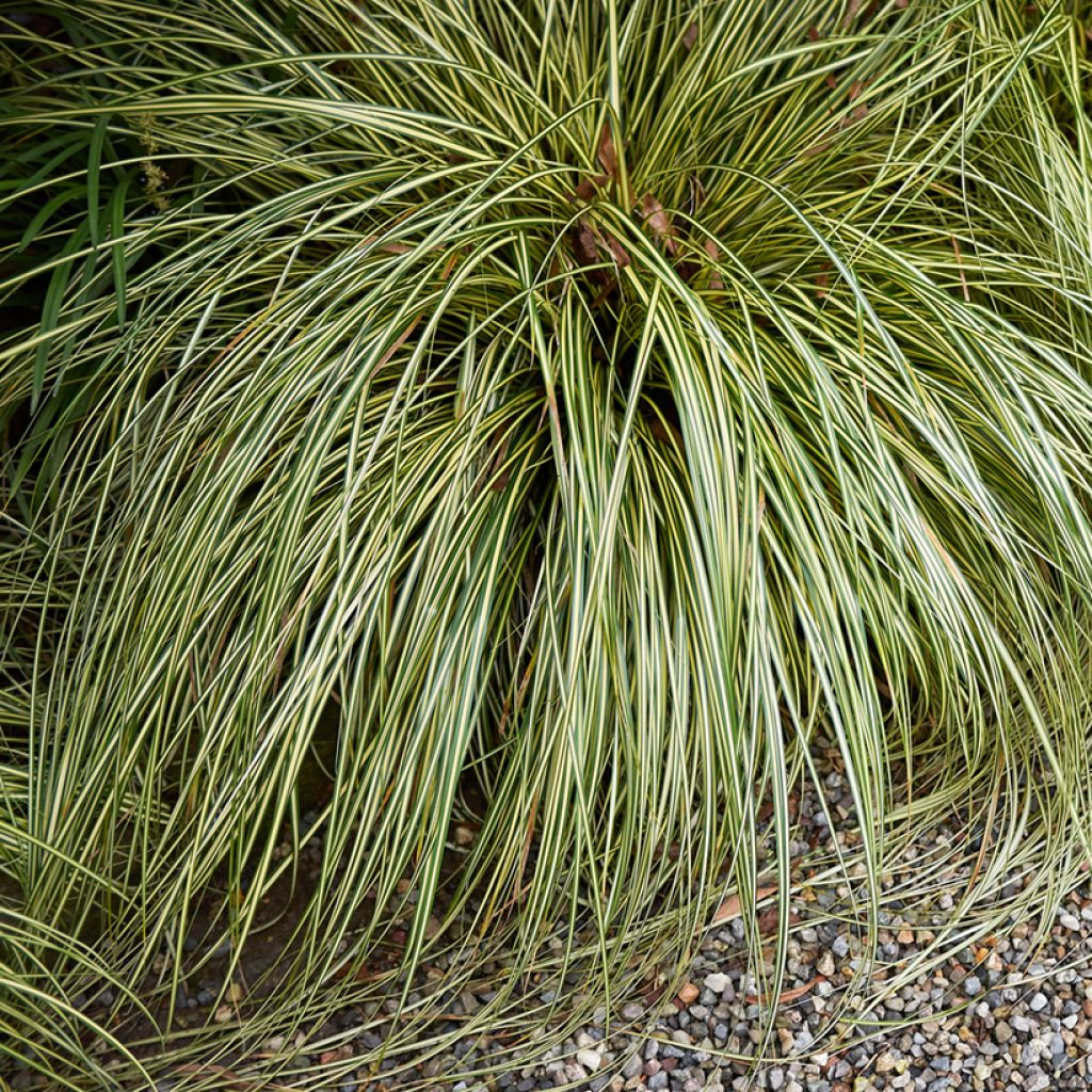 Pronssisara Amazon Mist (siemenet)